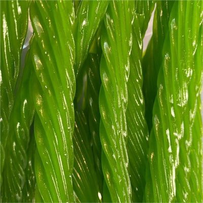 THS619793-189771 image(0) - Tender Heifer Snack Co. Green Apple Licorice Candy - 1lb